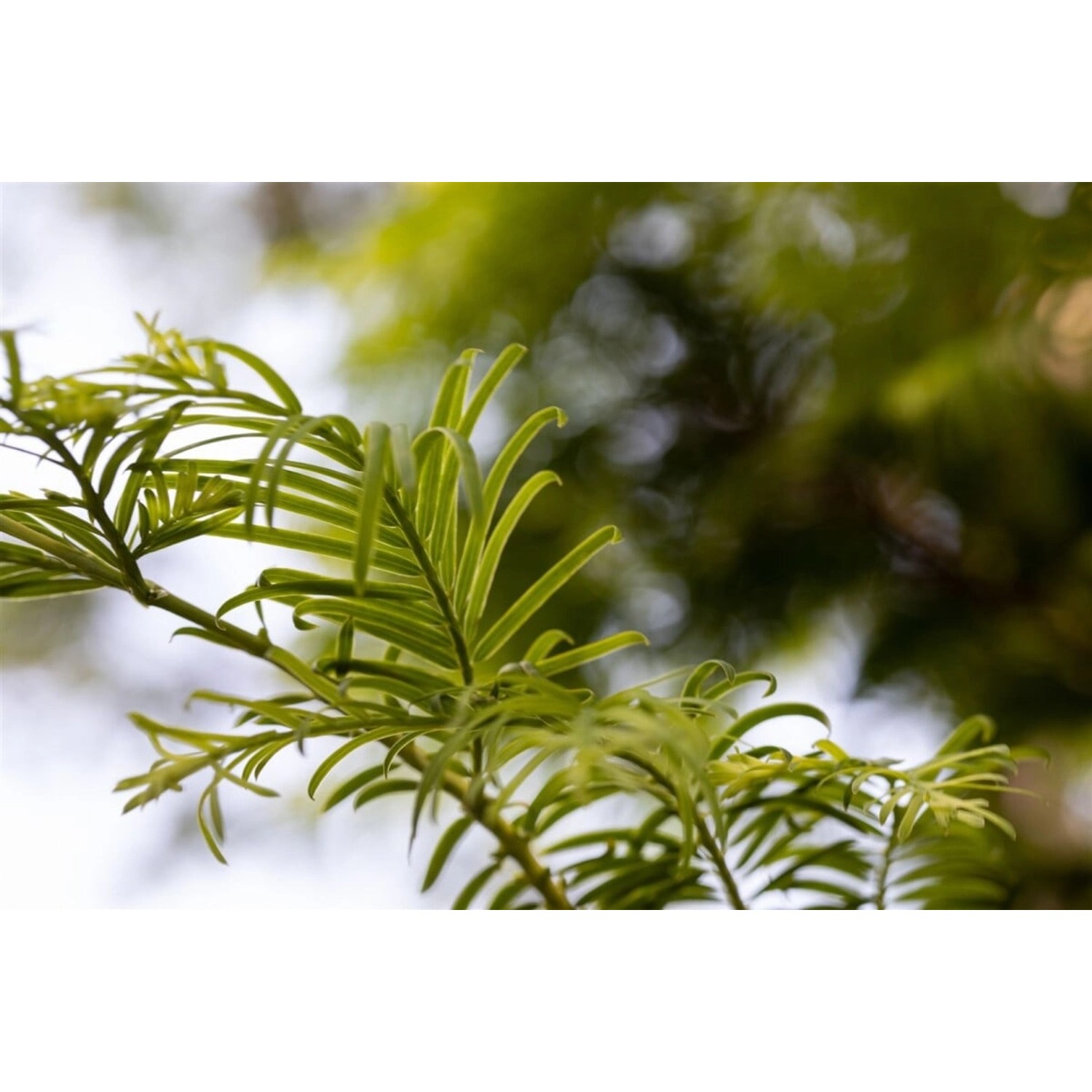 Metasequoia Glyptostroboides Hamlets Broom 40–50 cm Zwergmammutbaum günstig online kaufen