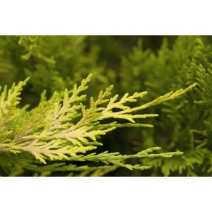 Detailaufnahme der goldgelben Blätter einer Cupressocyparis leylandii 'Gold Rider' Heckenpflanze.