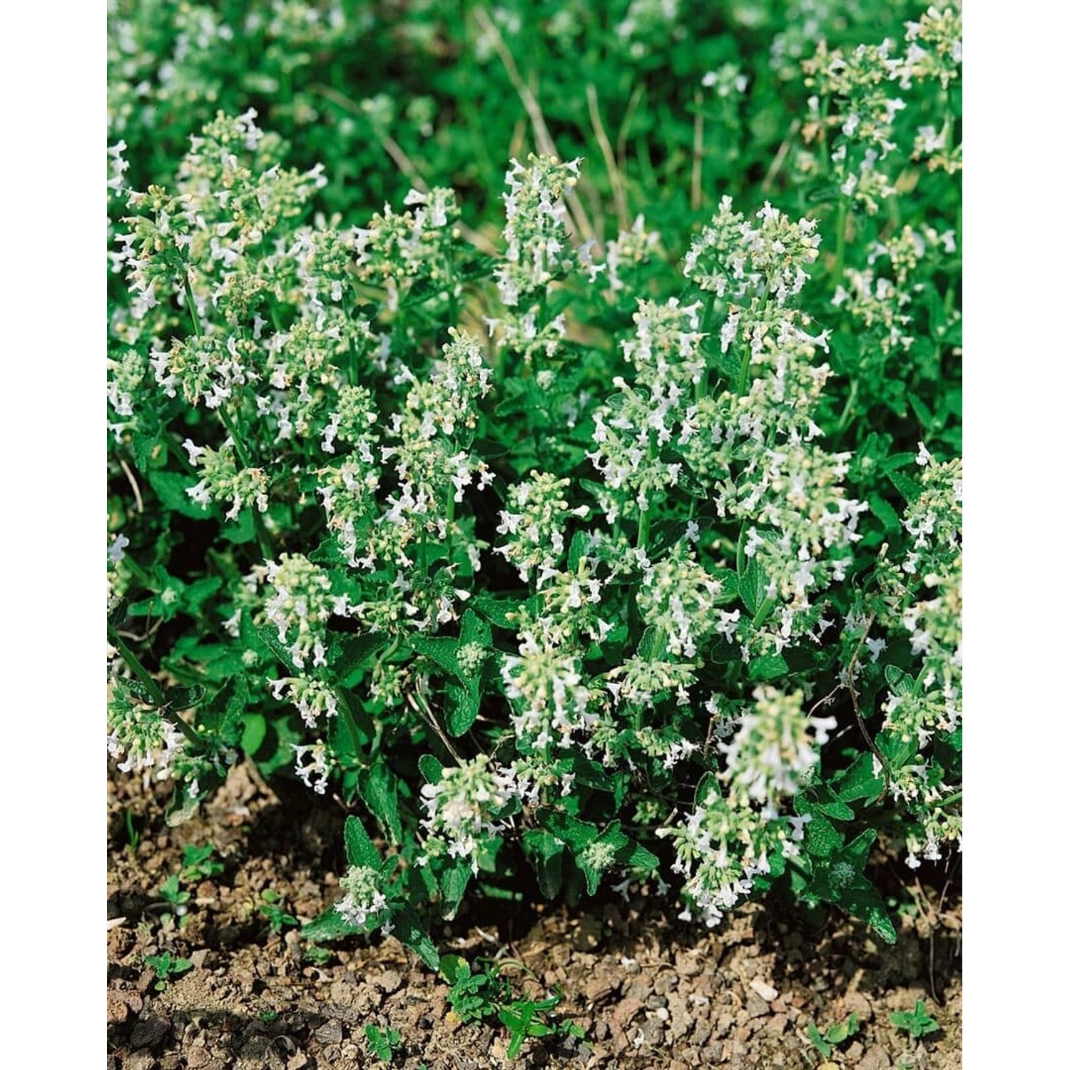 Nepeta Racemosa Snowflake Katzenminze Ca. 9x9 cm Topf günstig online kaufen