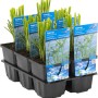 Zyperngras Gelbgrün im Topf, Sumpfpflanze für den Gartenteich.