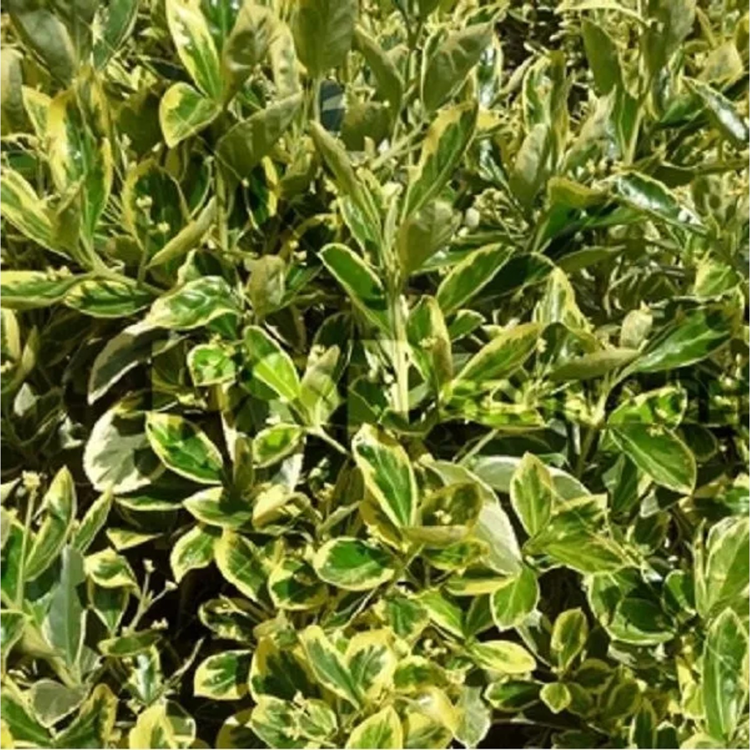 Japanspindel 'Susan' Euonymus japonicus 20 bis 30 cm im Container Kompakt