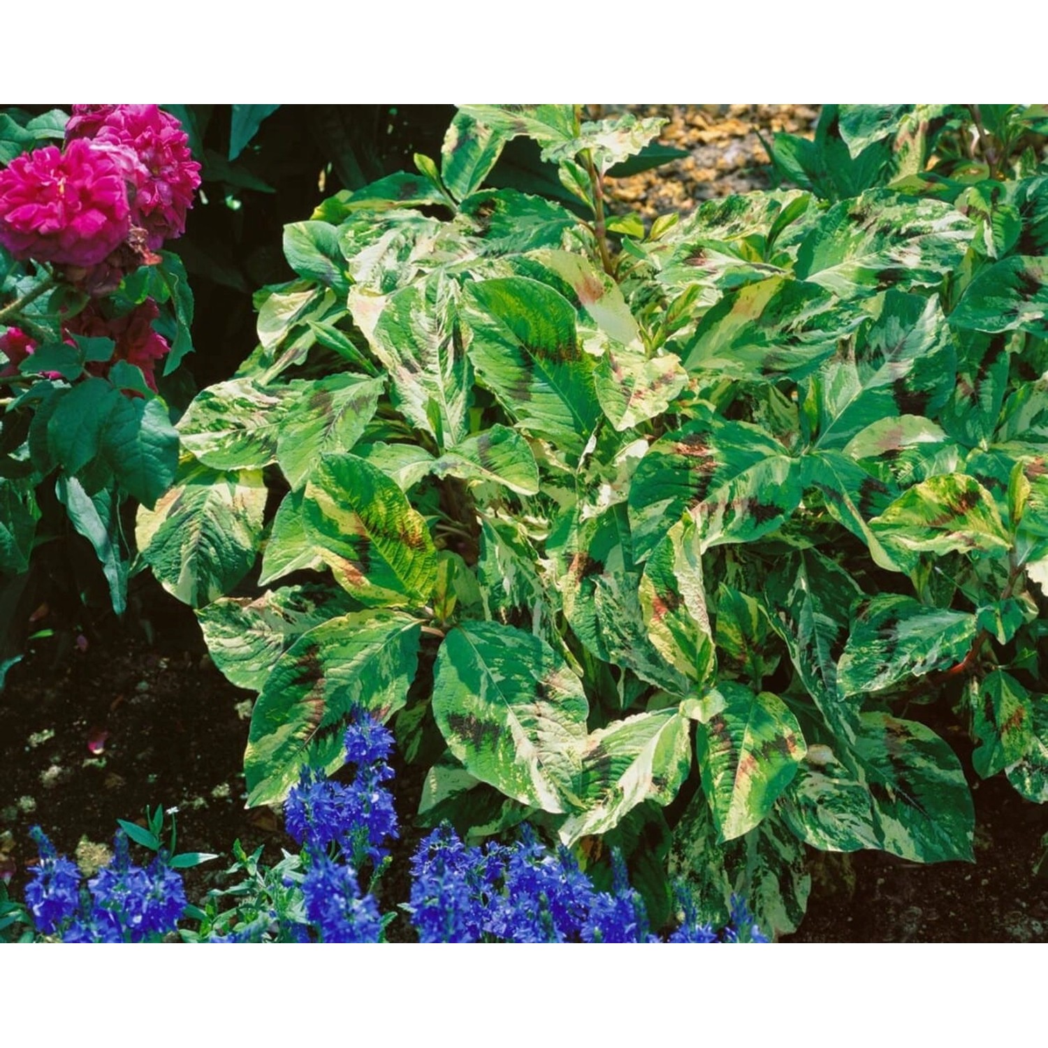 Persicaria Filiformis Painter's Palette Ca. 11x11 cm Topf günstig online kaufen