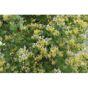 Blühende Japanische Geißschlinge 'Halliana' mit cremeweißen und gelben Blüten.
