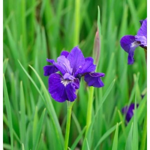 Sibirische Schwertlilie Dancing Nanou - Iris sibirica
