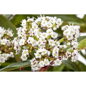 Nahaufnahme: Viburnum Davidii Schneeball mit weißen Blüten und grünen Blättern.