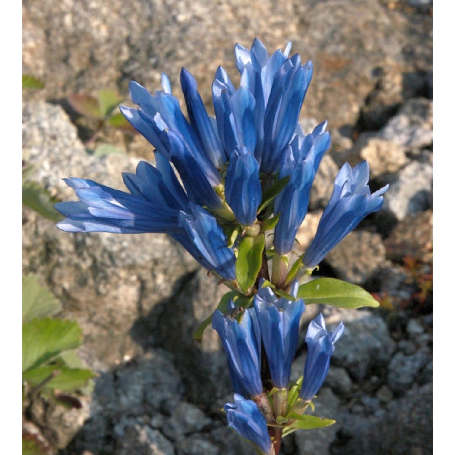 Japanischer Enzian - Gentiana triflora günstig online kaufen