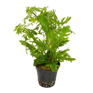 Stoffels Aquariumpflanze Hygrophila difformis mit grünen, farnartigen Blättern im Topf.