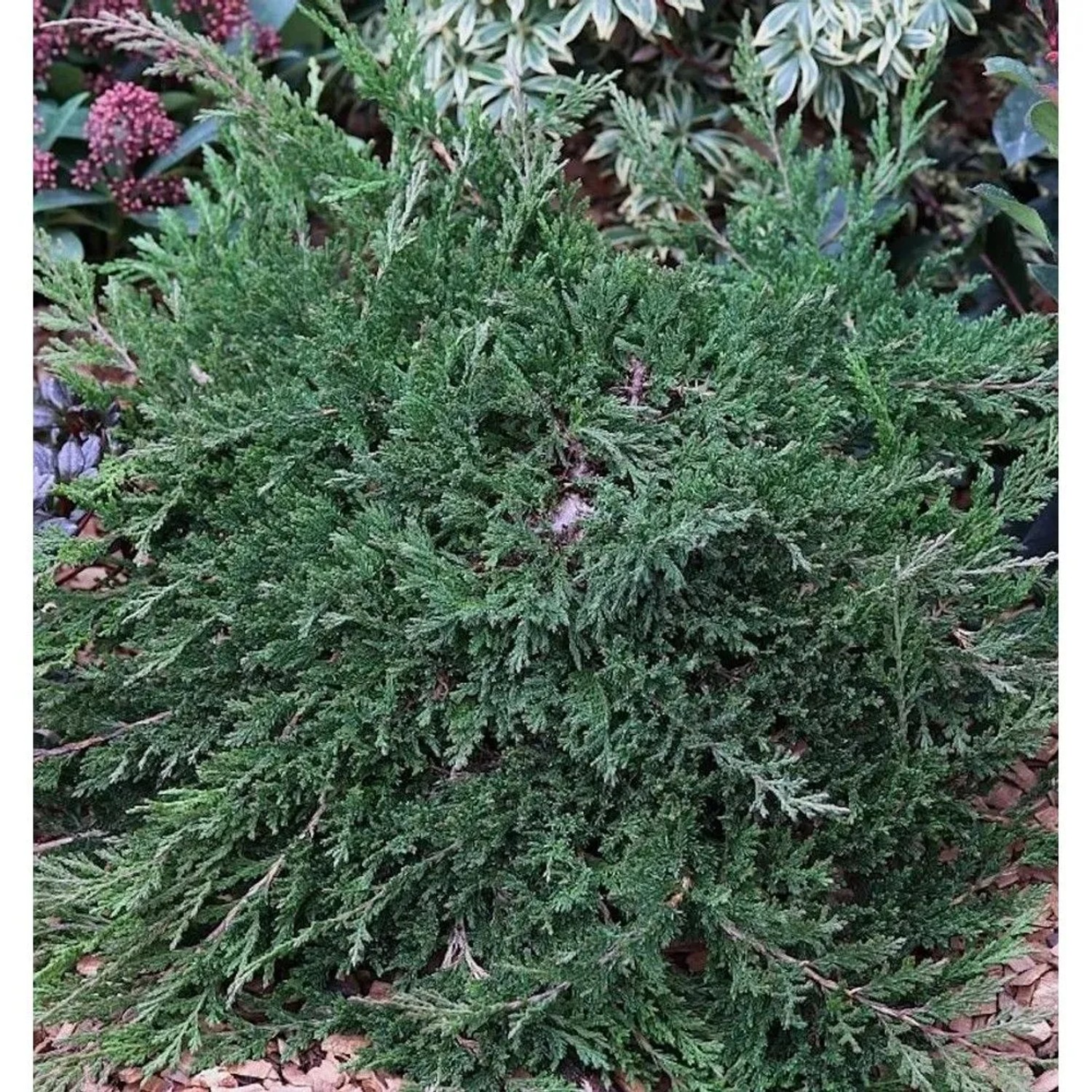 Teppichwacholder Wiltonii 20-30cm - Juniperus horizontalis