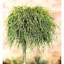 Hochstamm Gelbe Fadenzypresse Sungold 80-100cm - Chamaecyparis pisifera_2