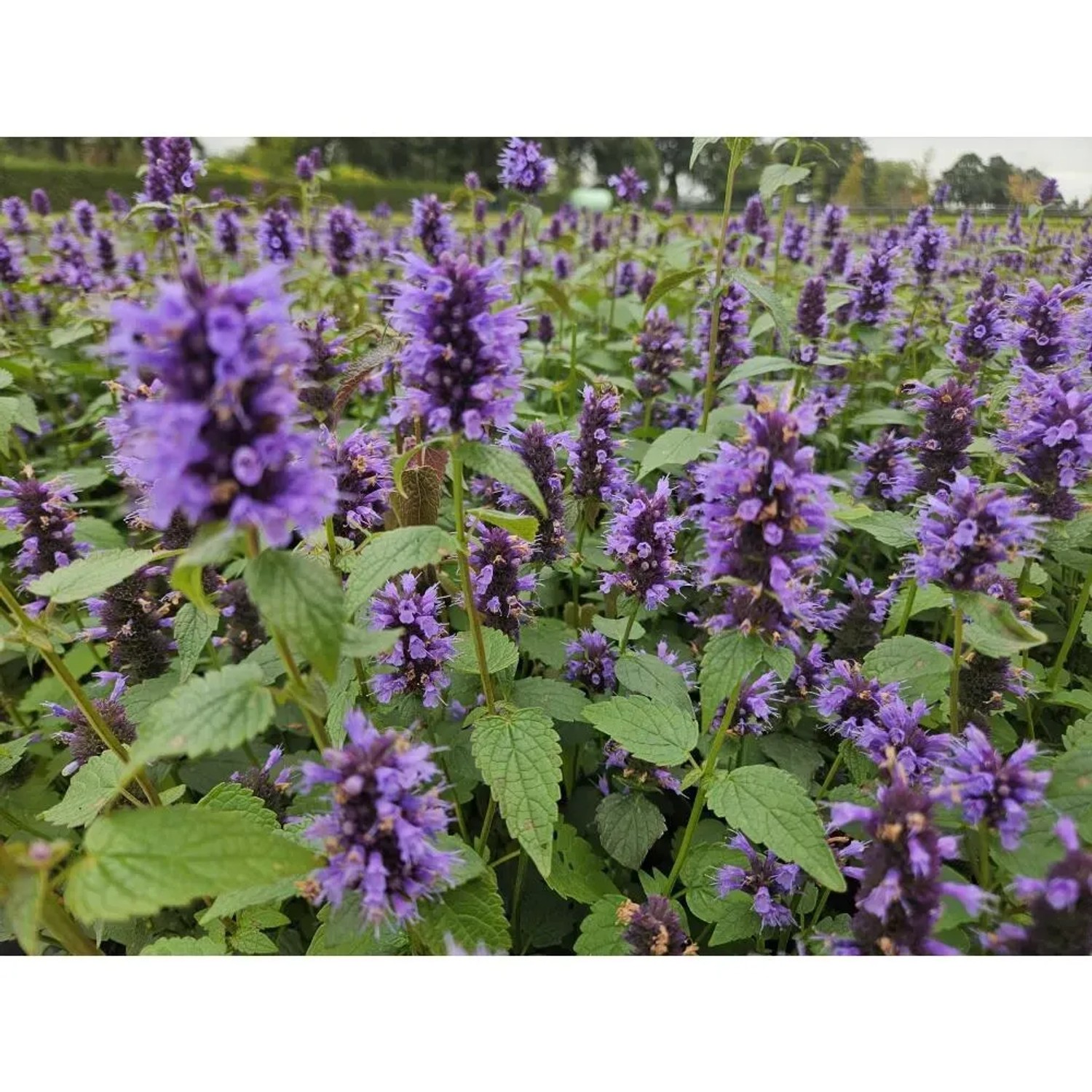 Blühende Duftnessel 'Blue Fortune' im Beet, lila Blütenähren, grüne Blätter. Bodendecker für naturnahe Gärten.