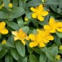 Gelbes Johanniskraut (Hypericum Calycinum) im 9x9 cm Topf, blühender Bodendecker.