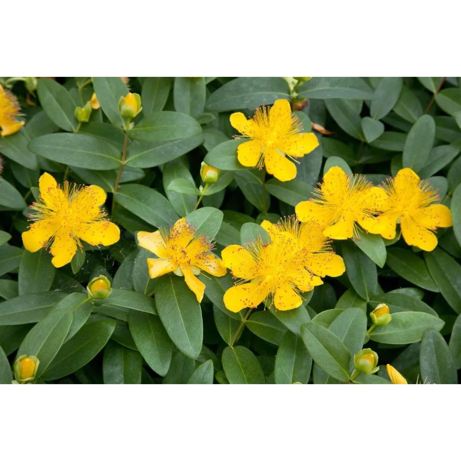 Gelbes Johanniskraut (Hypericum Calycinum) im 9x9 cm Topf, blühender Bodendecker.