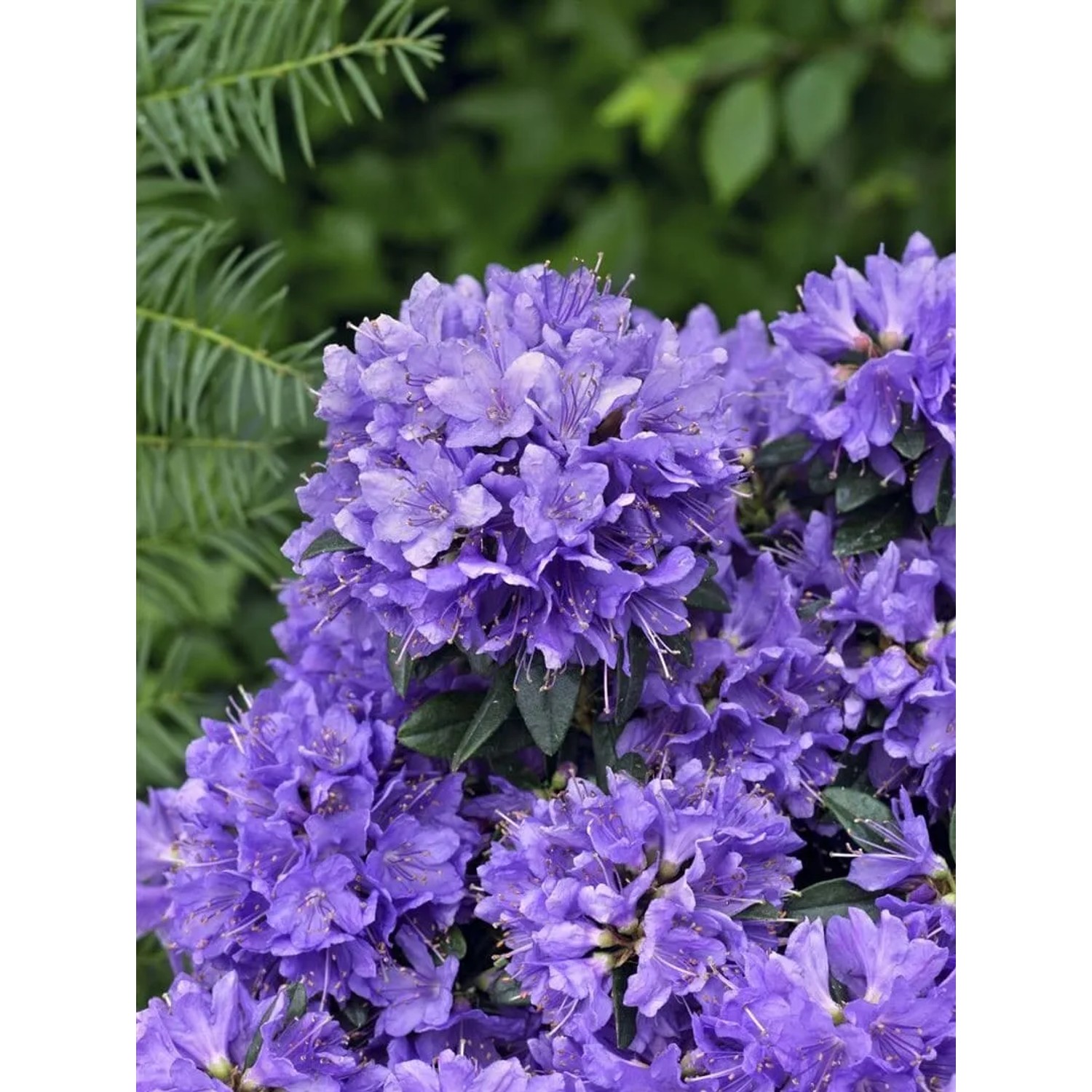 Blühender Rhododendron Impeditum Blue Tit mit leuchtend blauen Blüten.
