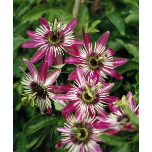 Nahaufnahme der exotischen, blau-violetten Blüten der Passiflora Caerulea (Blaue Passionsblume).