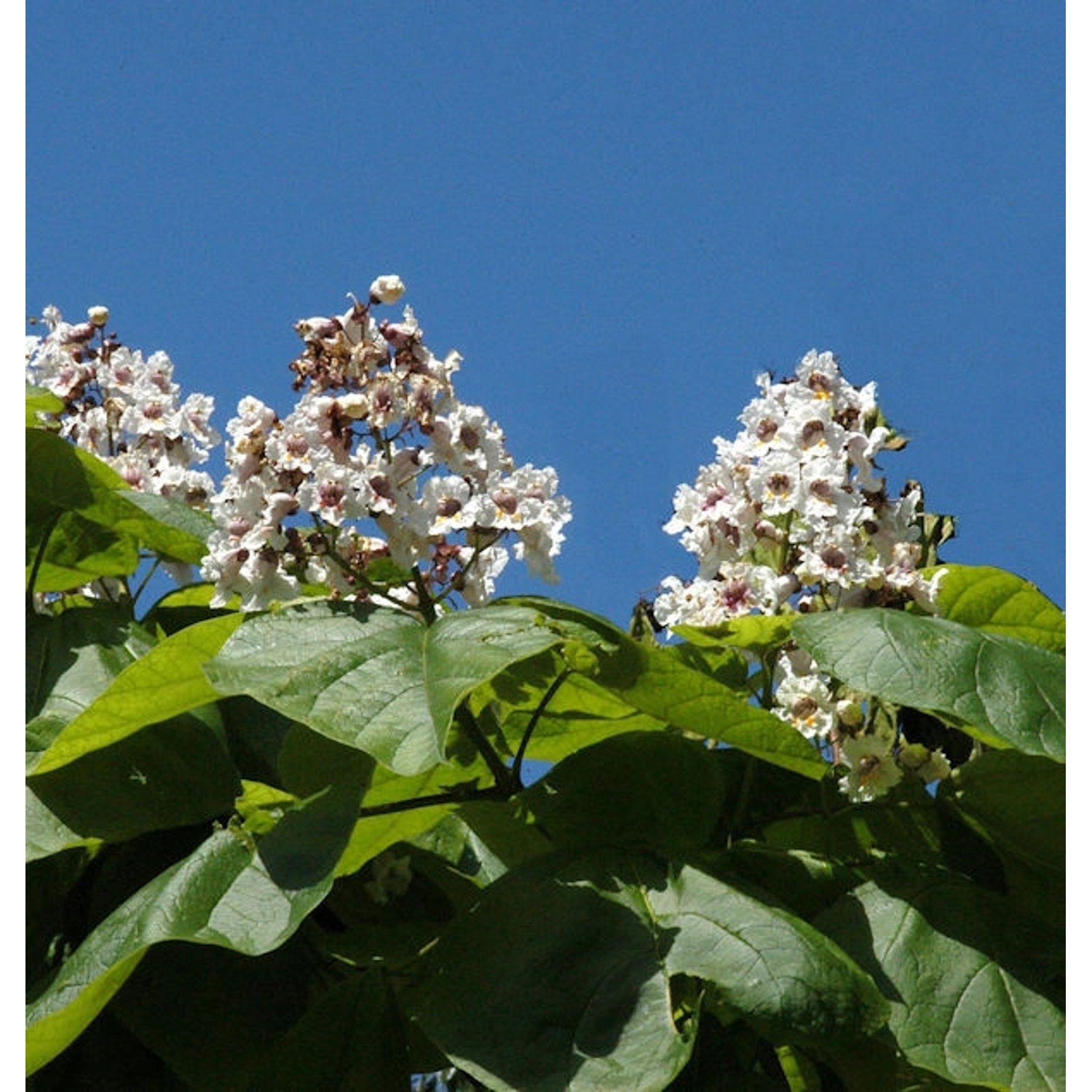 Trompetenbaum 60-80cm - Catalpa bignonioides günstig online kaufen