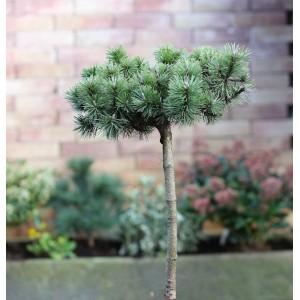 Hochstamm Zwergkiefer Humpy (Pinus mugo), 40-60 cm, im Garten.