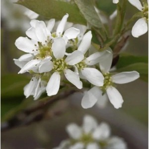 Nahaufnahme weißer Blüten der Echten Felsenbirne (Amelanchier rotundifolia) an einem Zweig. Ideal für Beerensträucher.