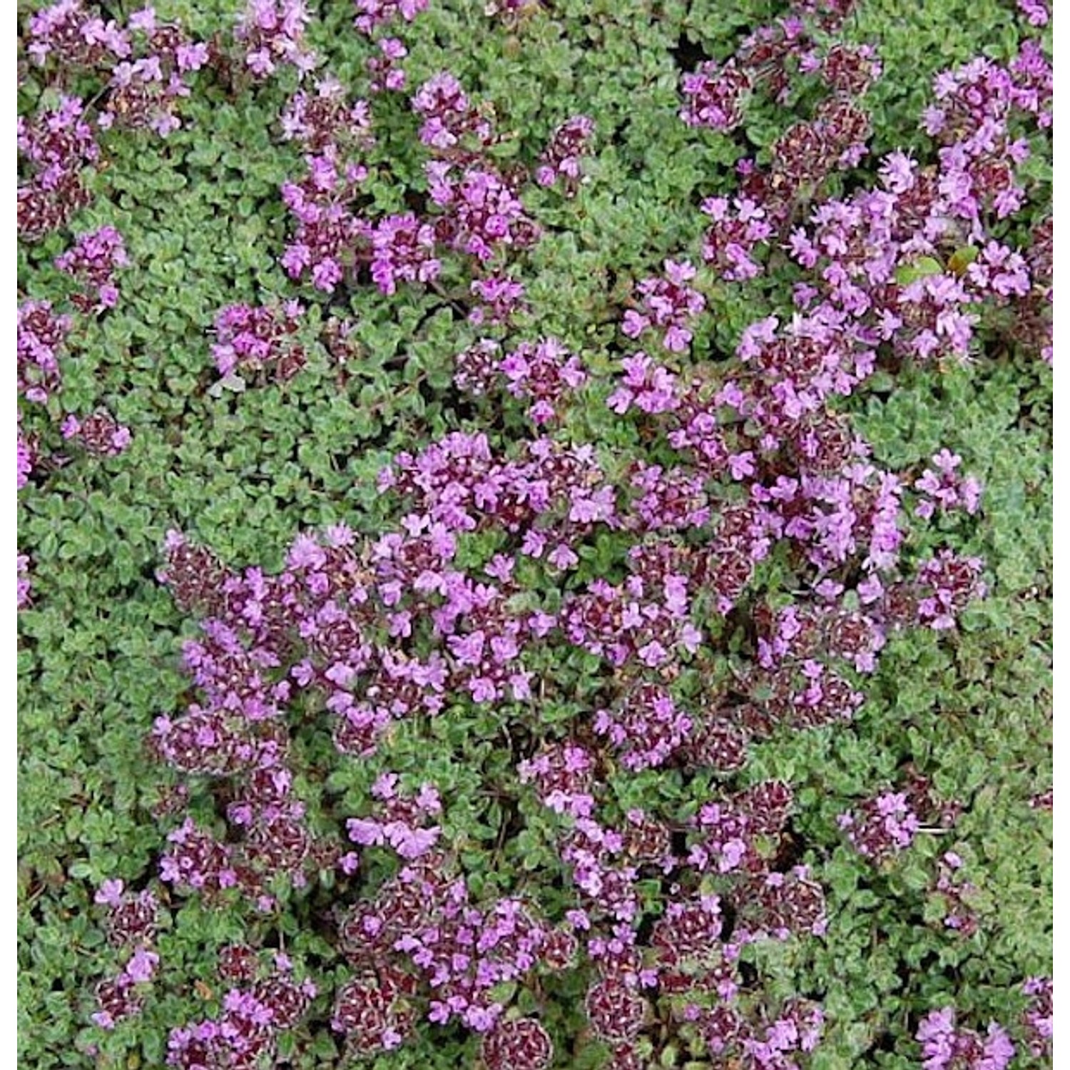 Polsterthymian Pseudolanuginosus - Thymus praecox günstig online kaufen