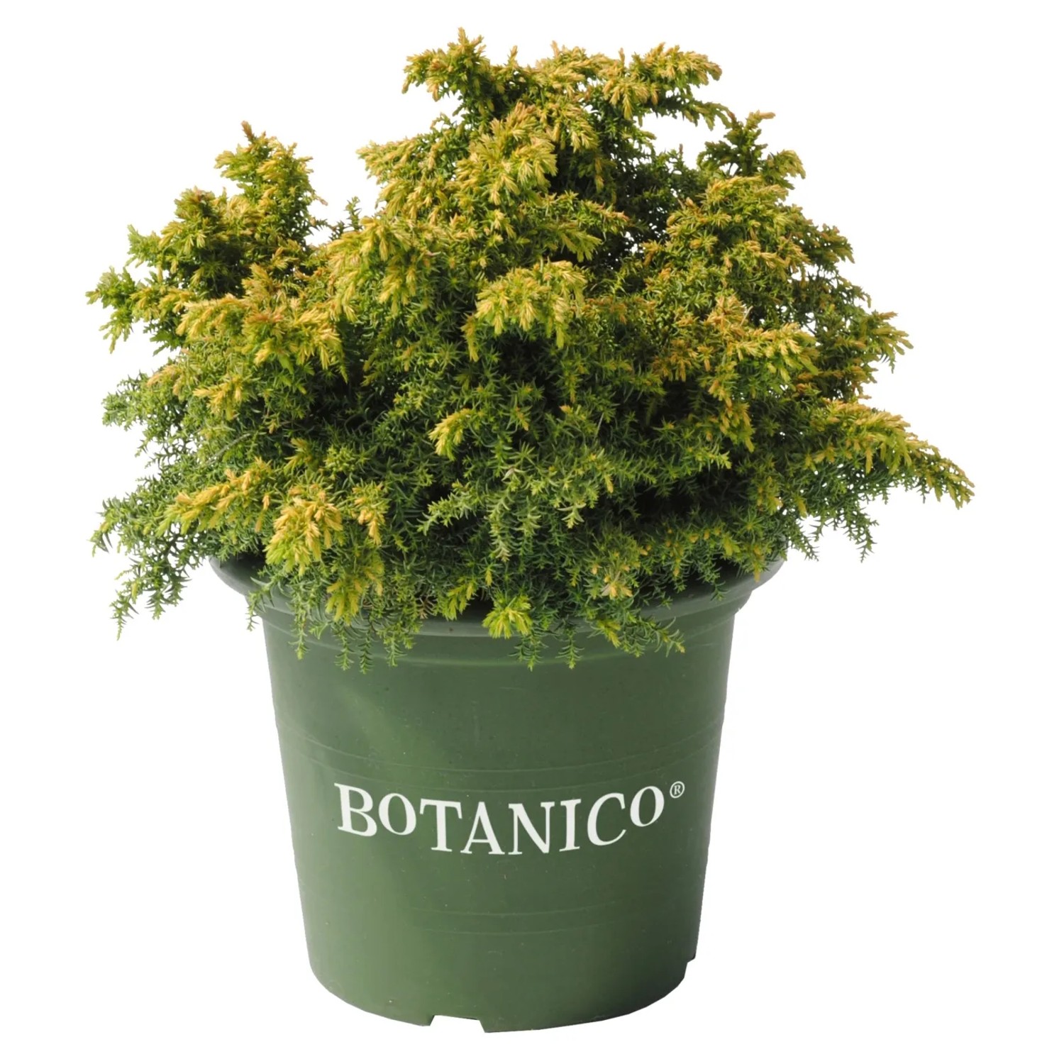 Zwerg-Sicheltanne "Vilmoriniana" Höhe 20-25 cm Topf 3,7 l Cryptomeria japonica