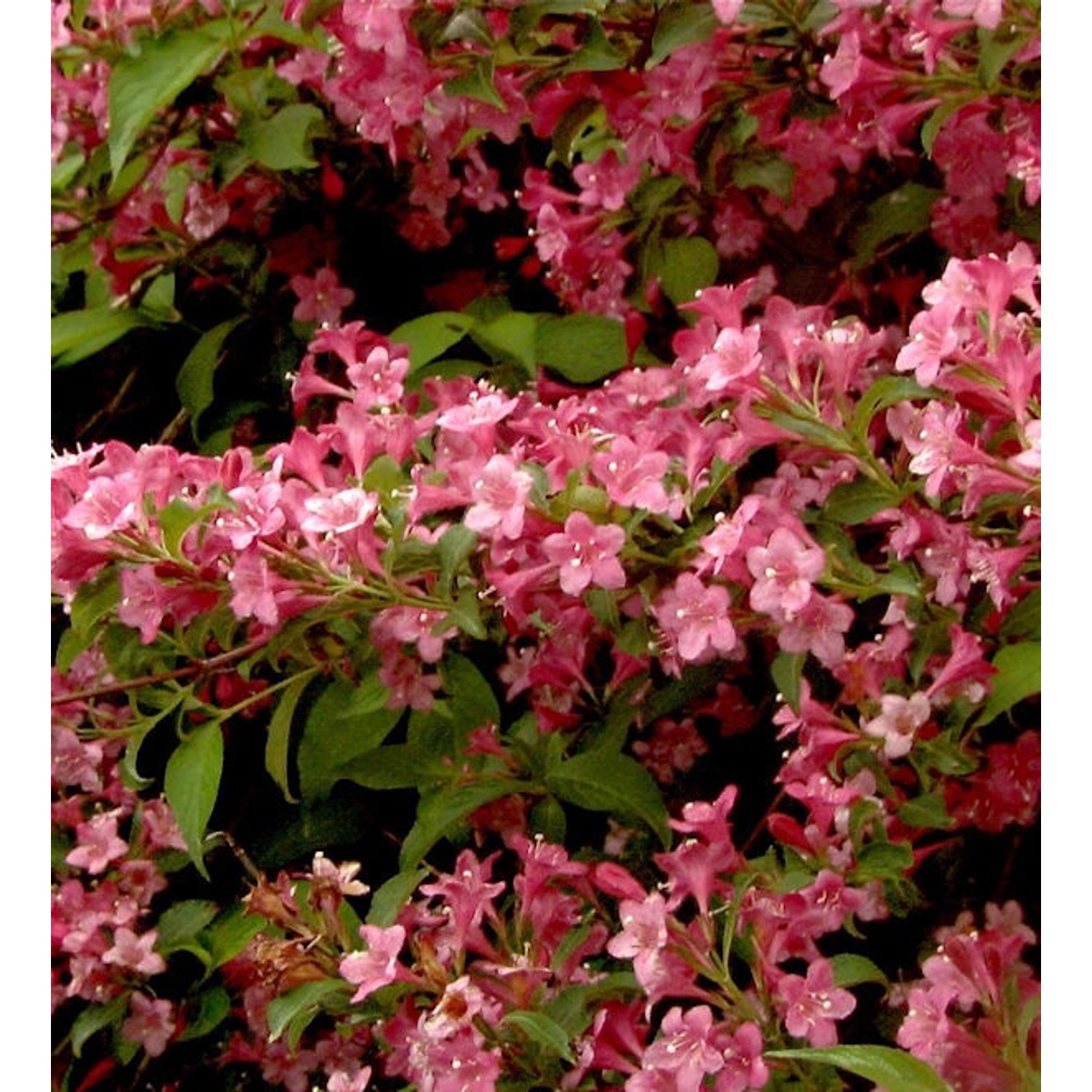 Weigelie Styriaca 80-100cm - Weigela günstig online kaufen