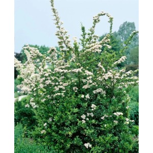 Blühende Pyracantha 'Red Column' Heckenpflanze, 100-125 cm hoch.