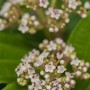 Nahaufnahme des Viburnum Davidii Schneeballs mit weißen Blüten und grünen Blättern.