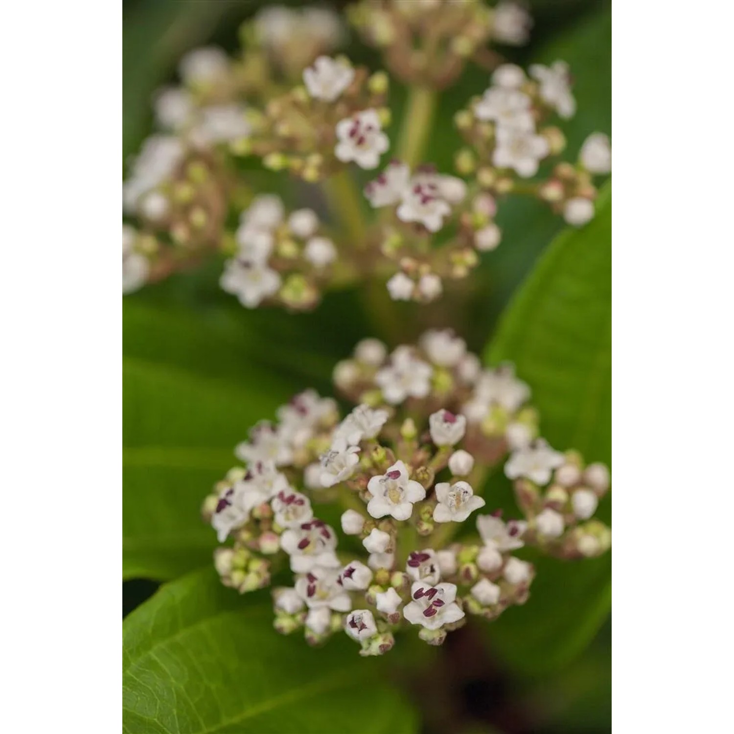 Nahaufnahme des Viburnum Davidii Schneeballs mit weißen Blüten und grünen Blättern.