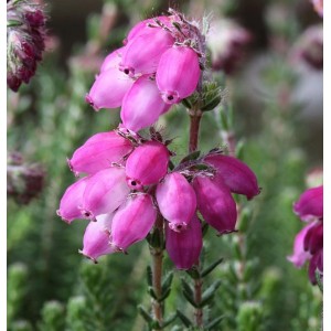 Nahaufnahme der rosa Blüten der Glockenheide (Erica tetralix) 'Con Underwood'.