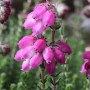 Nahaufnahme der rosa Blüten der Glockenheide (Erica tetralix) 'Con Underwood'.