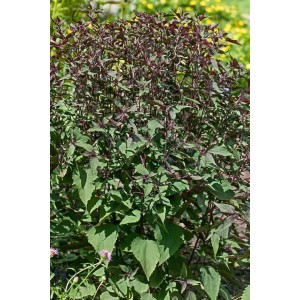 Weißer Wasserdost (Eupatorium rugosum) im 9x9 cm Topf. Winterharte Staude mit grünen Blättern.