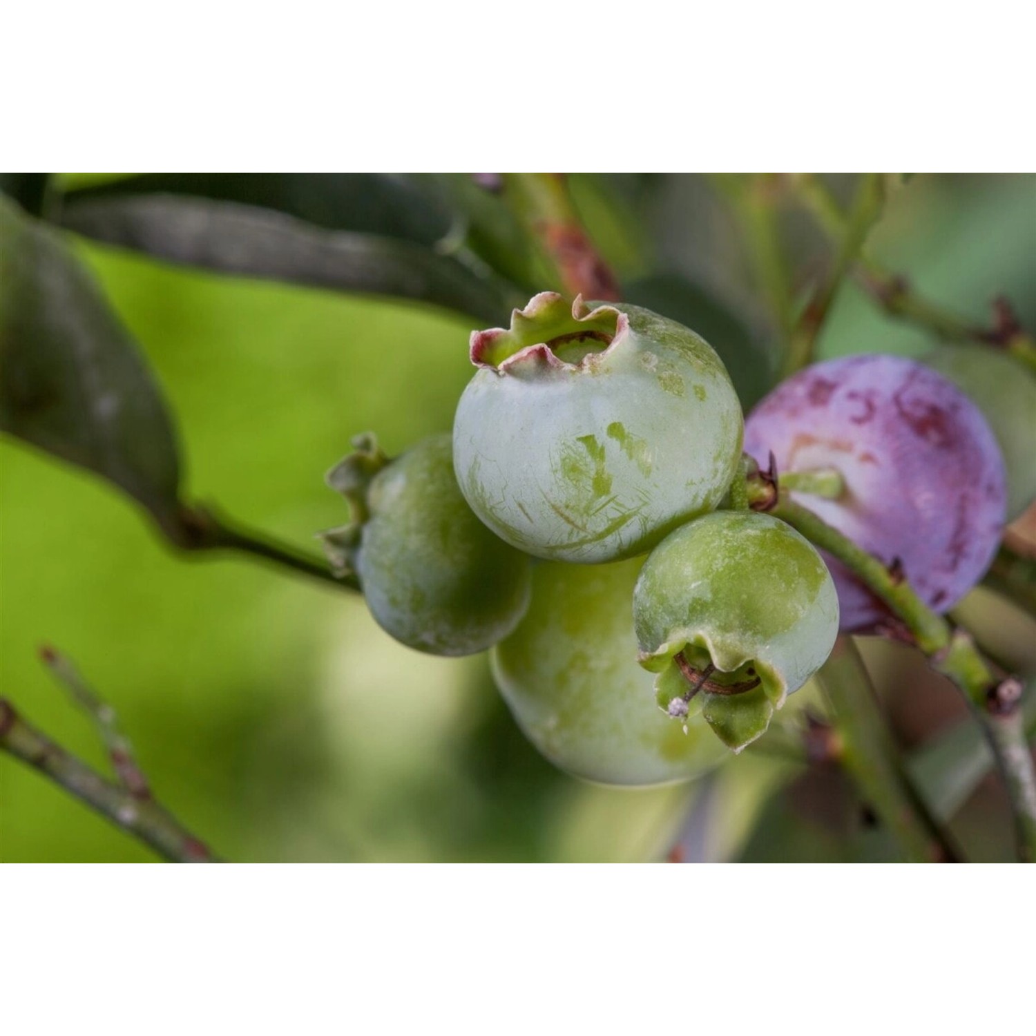 Vaccinium Corymbosum Bluegold Heidelbeere 25–30 Cm Ertragreich günstig online kaufen
