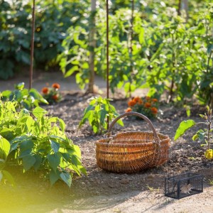 2er Set Lebendfallen für Mäuse und Ratten im Garten. Schwarze Eisenfallen zur tierfreundlichen Nagetierabwehr.