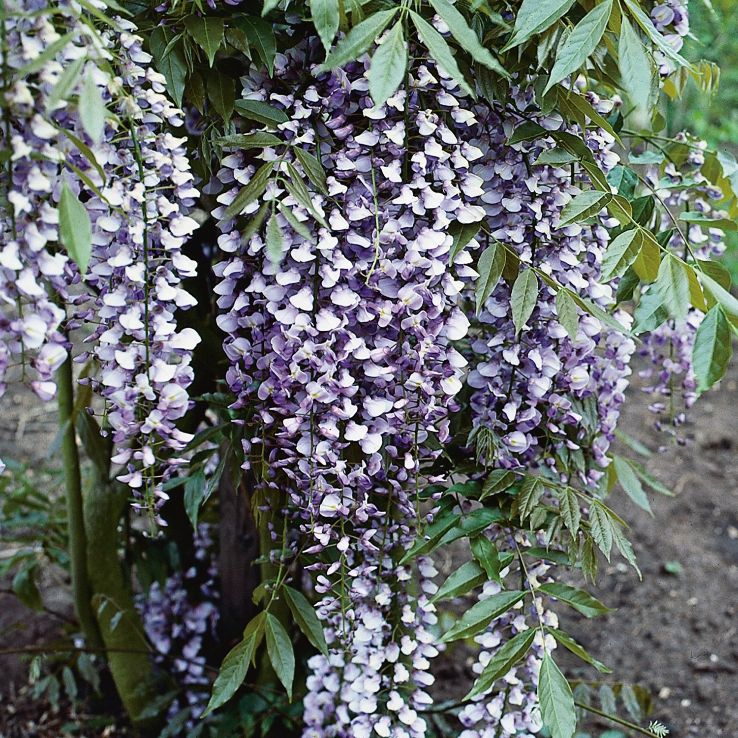 GROW by OBI Blauregen Mix Höhe ca. 80 cm Topf ca. 6 l Wisteria günstig online kaufen