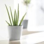Ecopots Amsterdam Mini Pflanztopf, weißgrau, 17 cm, mit Aloe Vera Pflanze.