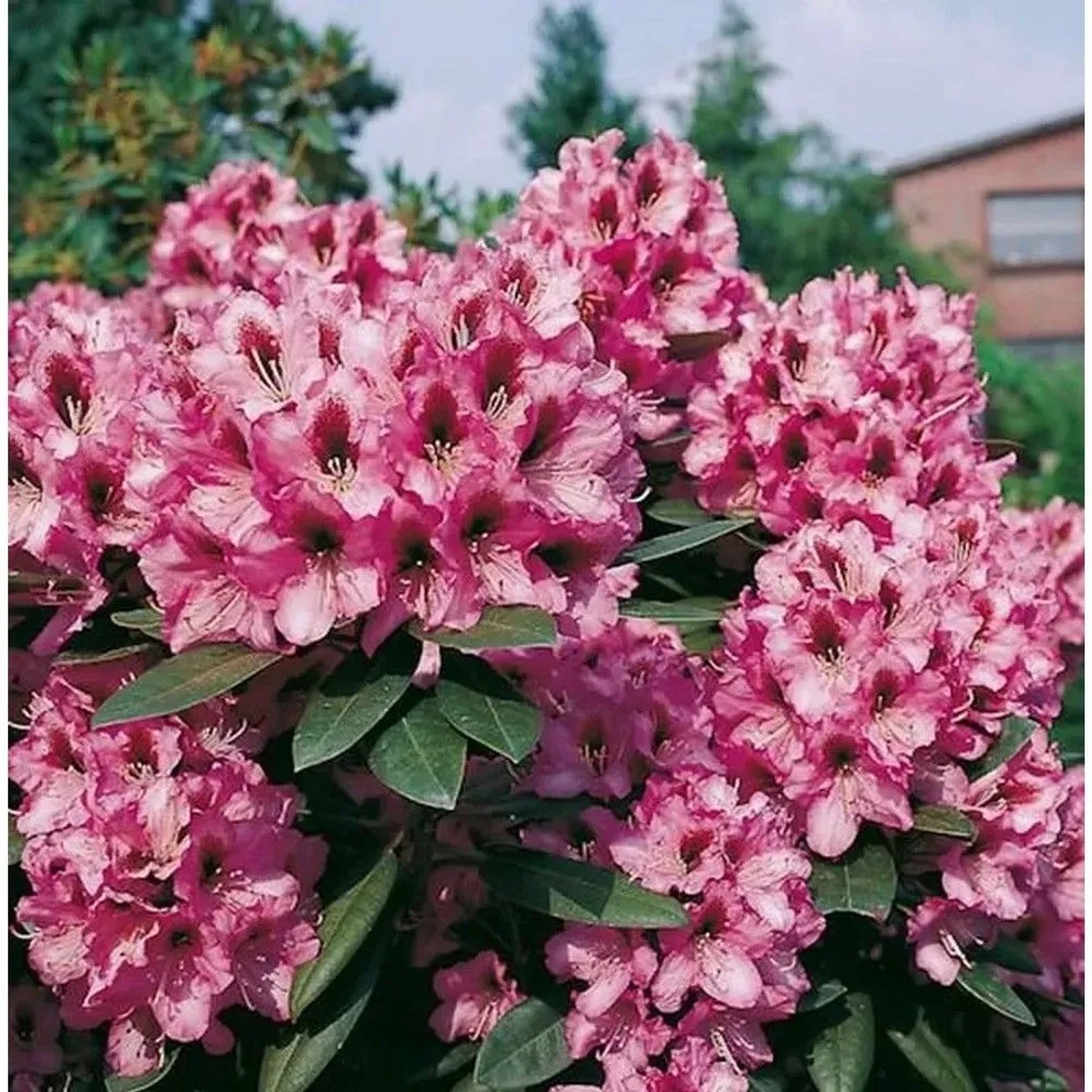 INKARHO - Großblumige Rhododendron Kokardia 30-40cm - Alpenrose