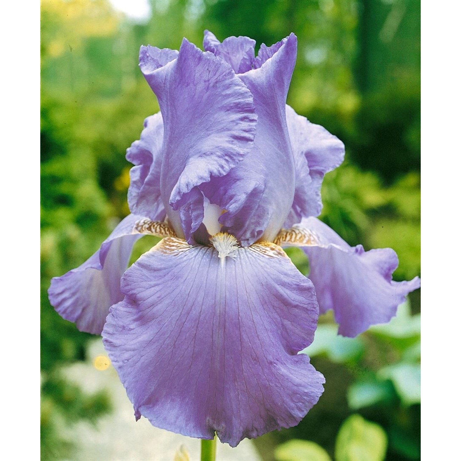 Iris X Barb.-Elat.'Lovely Again' Schwertlilie Ca. 11x11 cm Topf günstig online kaufen