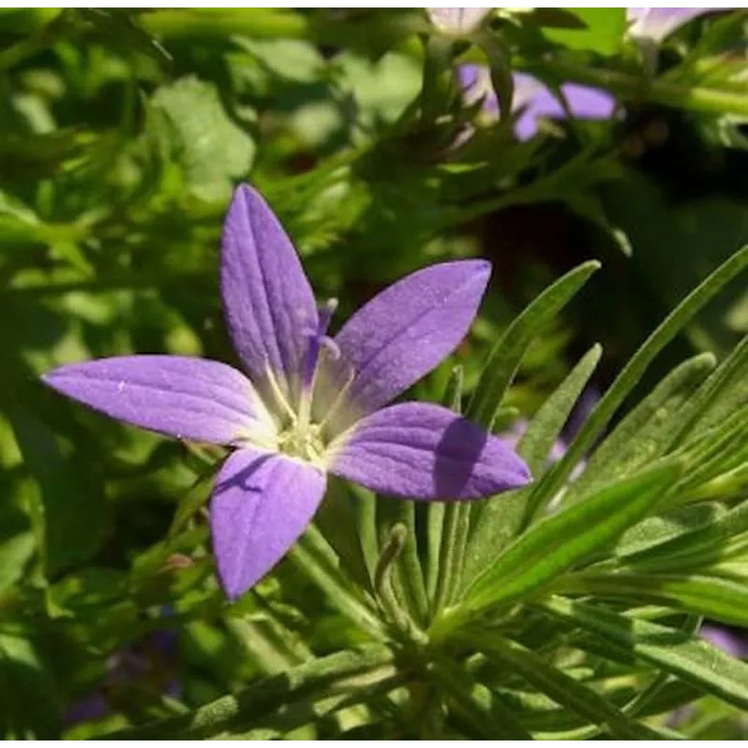 Glockenblume Blauranke - Campanula poscharskyana