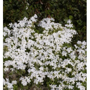 Niedrige, weiße Flammenblume 'May Breeze' (Phlox divaricata) als Bodendecker im Garten.