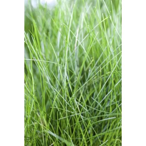 Nahaufnahme der grünen Nadelsimse (Eleocharis Acicularis) im 9x9 cm Topf.