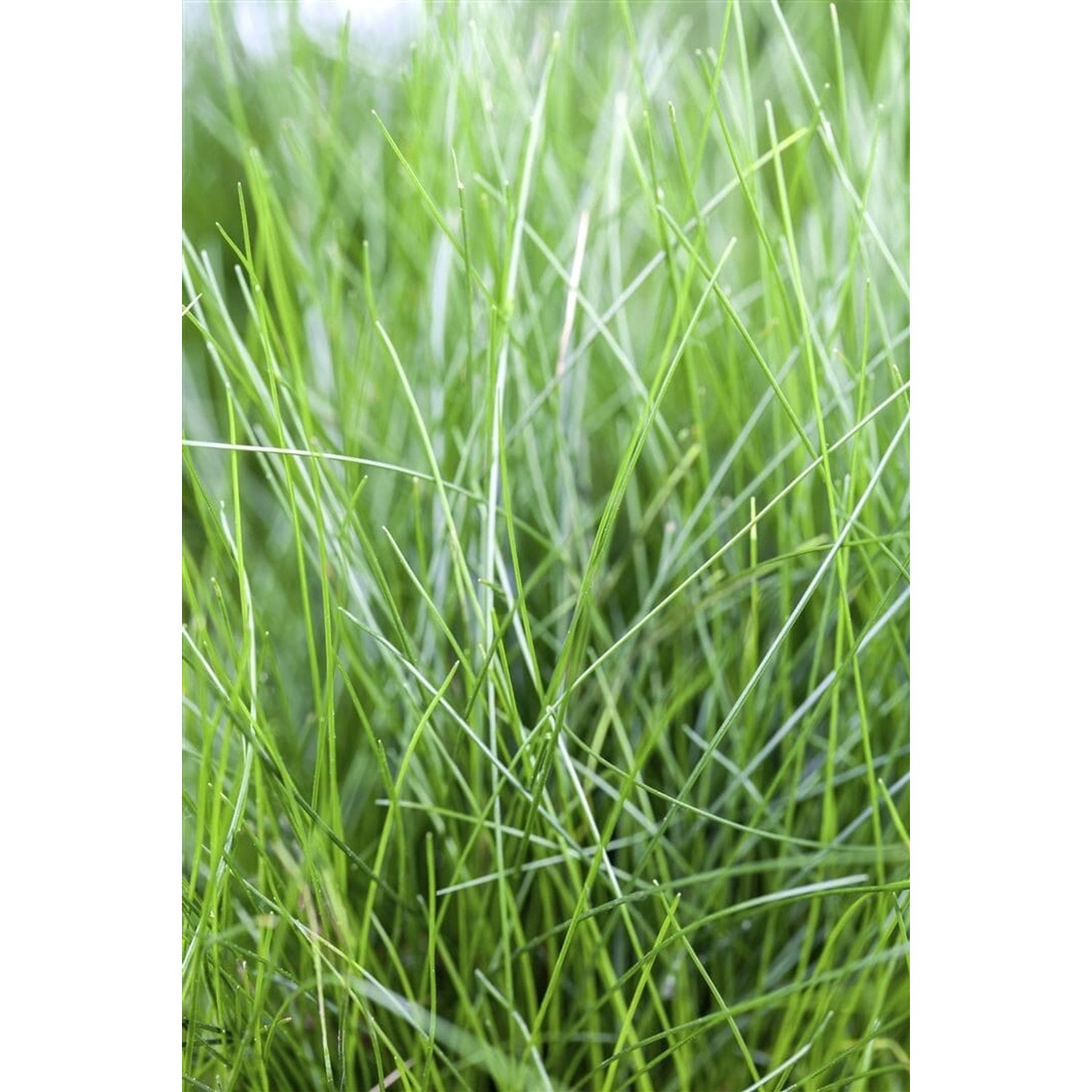 Eleocharis Acicularis Nadelsimse Ca. 9x9 cm Topf günstig online kaufen