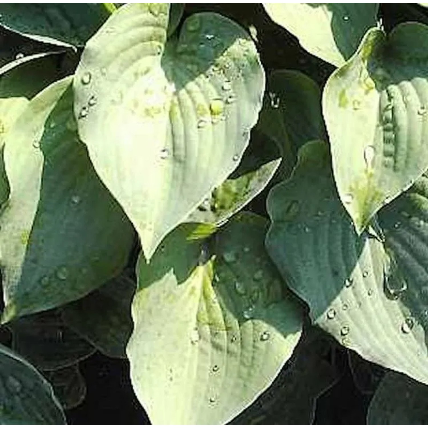 Thumbnail - Blaugrüne Zwerg Funkie Blue Cadet - Hosta tokudama