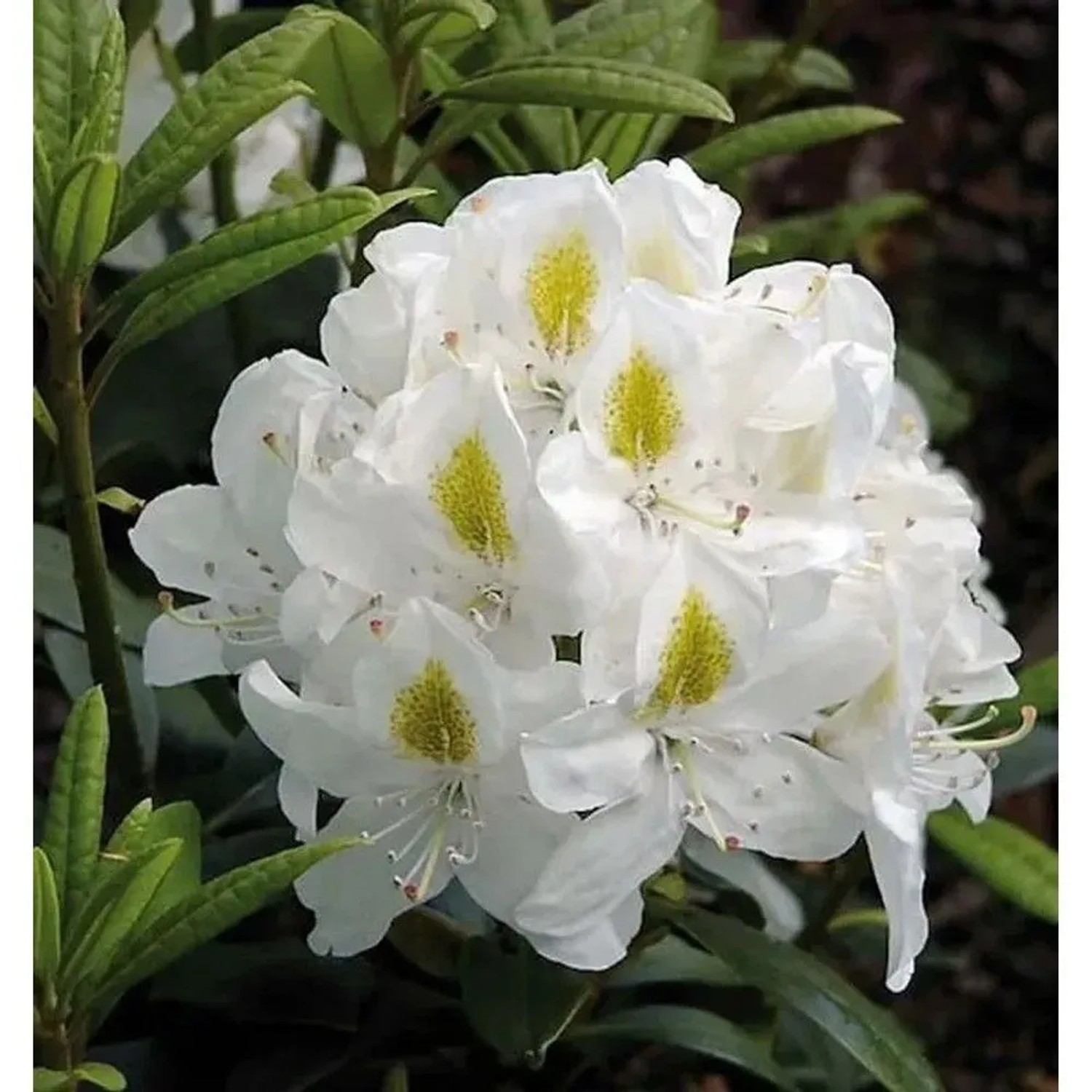 Großblumige Rhododendron Madame Masson 30-40cm - Alpenrose