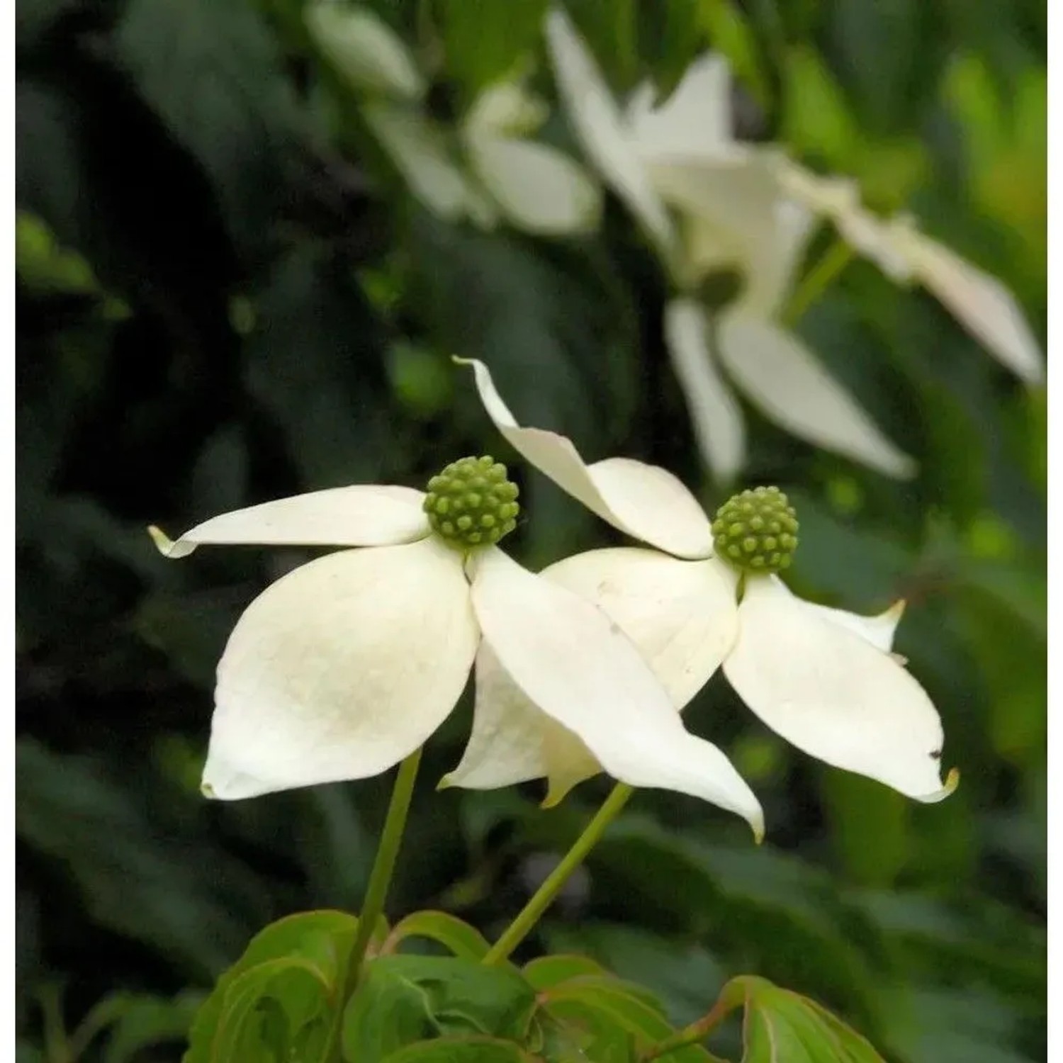 Hochstamm Japanischer Blumenhartriegel 80-100cm - Cornus kousa