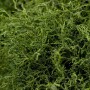 Nahaufnahme der Chamaecyparis lawsoniana 'Lycopodioides' Heckenpflanze mit grünen, schuppenartigen Blättern.