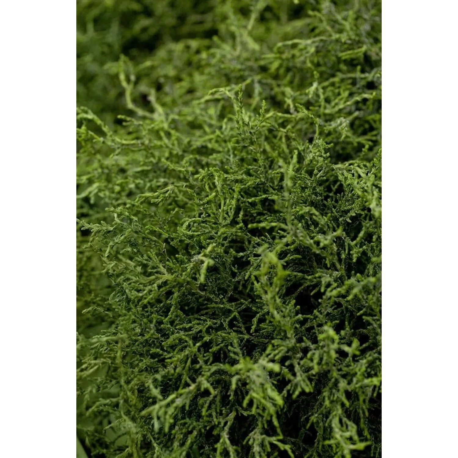 Nahaufnahme der Chamaecyparis lawsoniana 'Lycopodioides' Heckenpflanze mit grünen, schuppenartigen Blättern.