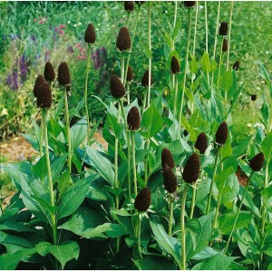 Rudbeckia Occidentalis 'Green Wizard' im 9x9 cm Topf. Schwarzäugige Susanne mit grünen Blütenständen.