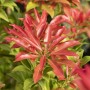 Detailaufnahme der Japanischen Lavendelheide 'Forest Flame' mit roten Blättern und grünen Akzenten.