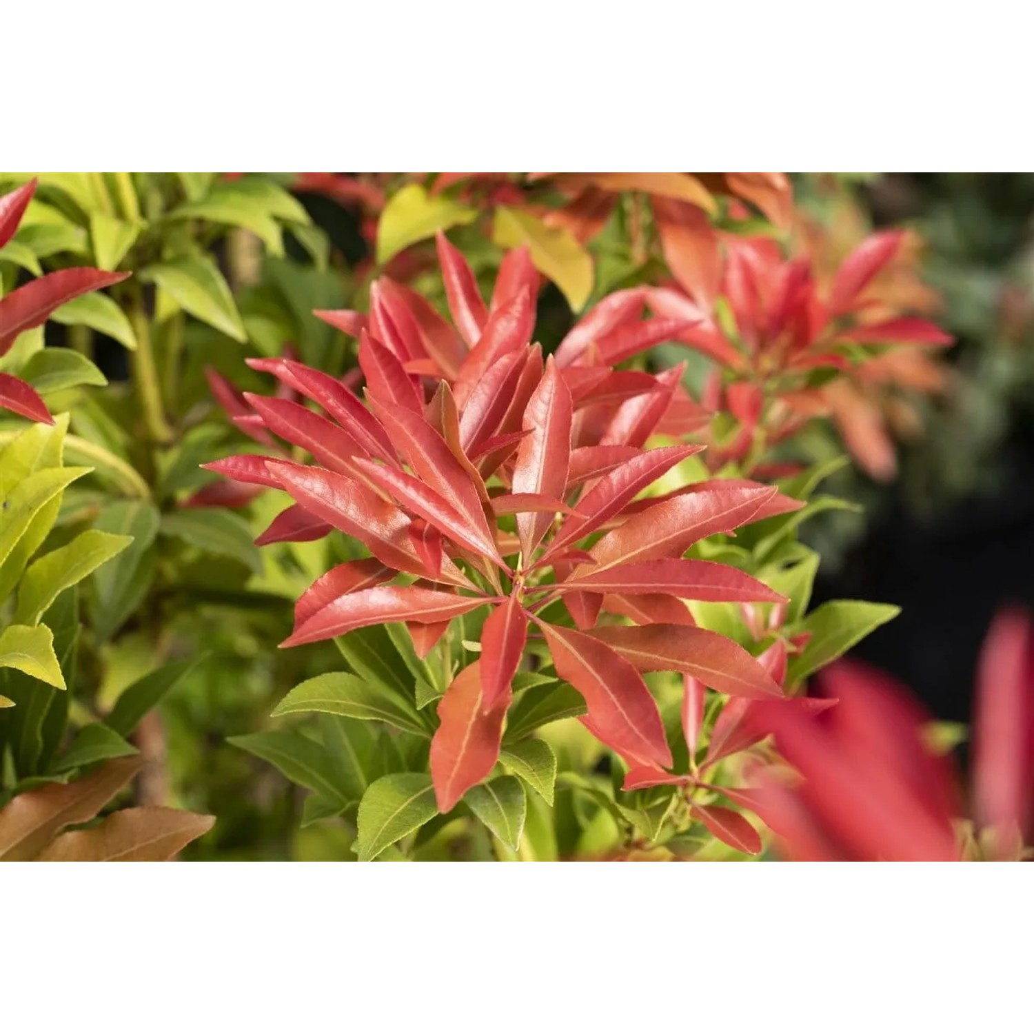Detailaufnahme der Japanischen Lavendelheide 'Forest Flame' mit roten Blättern und grünen Akzenten.