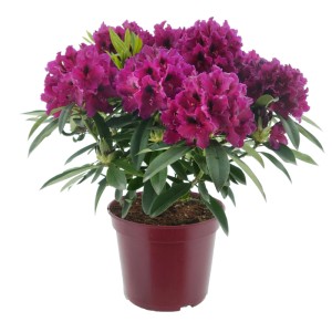 Alpenrose 'Eyecatcher Ember' im Topf, dunkelrote Blüten, Rhododendron.