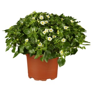 Blaues Lieschen (Exacum affine) im Topf mit weißen Blüten und grünen Blättern.